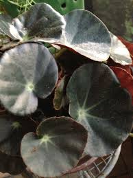 Begonia Rhizomotous Gobe Www Violetbarn Com Begonia Plant Leaves Plants