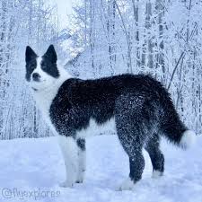 Karelian Bear Dog Snow Dog Dogs In Winter In 2020 Karelian Bear Dog Beautiful Dogs Dogs And Puppies