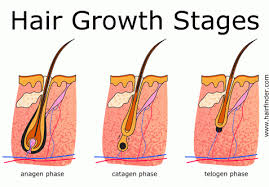 If your hair is oily, apply oil one hour before the head bath thrice a week. My Regrown Hair Looks Thinner How Much Time Do They Need To Get Thick Quora