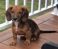 Richmond animal control services effective monday, february 1, 2021, the bc spca will be responsible for animal control services in. Richmond Va Dachshund Meet Hunter A Pet For Adoption