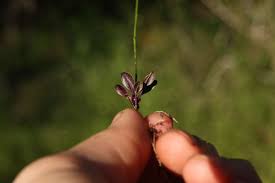 Image result for Schwenckia