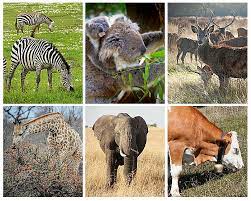 Herbivores or herbivorous animals are any animals that have a diet consisting of plants. Characteristics Of Herbivores Carnivores And Omnivores A Plus Topper