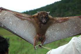 The wood from shellbarks is used for tool handles, drumsticks, furniture, and sporting bats. Harpy Fruit Bat Wikipedia