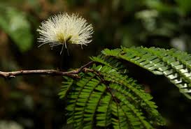 Image result for Cathormion