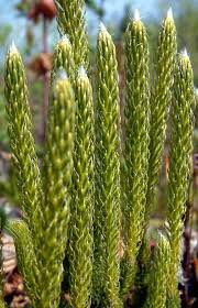 Image result for Lycopodium clavatum