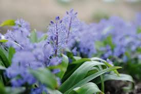 Image result for Scilla
