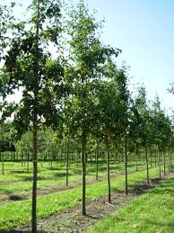 Image result for Pyrus pyrifolia