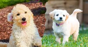 They are both loving, friendly, loyal, energetic dogs that adore their family and make amazing pets. Mini Labradoodle Vs Mini Goldendoodle Which Doodle Is Best