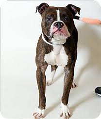 To ensure that the pet is placed in a safe, comfortable and nurturing environment we require that one of our volunteers completes a home visit. Columbus Oh Boxer Mix Meet Carter A Dog For Adoption Http Www Adoptapet Com Pet 18100743 Columbus Ohio Boxer Mix Dog Adoption Pets Kitten Adoption