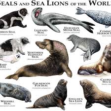 Seals And Sea Lions Of The World By Rogerdhall Print Image Sea Lion Marine Animals Sea Mammal