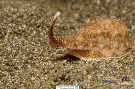 Image result for Ficus scassellatii