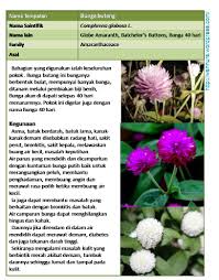 Warna bunganya juga sangat cantik, ada yang berwana merah, ungu, merah muda, putih dan lain. Bunga Butang Wannura