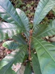 Image result for Pouteria pseudoracemosa