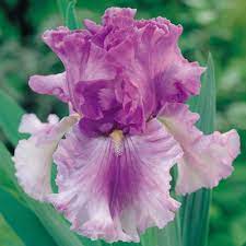 Mauve Iris Iris Garden Iris Flowers Purple Iris