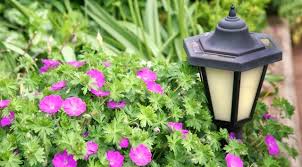 Indian flowers that are dominant in the summer season include bright and colorful varieties. Top 20 Perennials For Every Garden Delhi