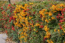 Image result for Pyracantha coccinea golden charmer