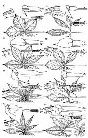 Image result for Arisaema mildbraedii
