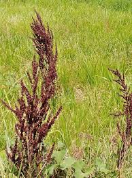 Image result for Afroligusticum runssoricum