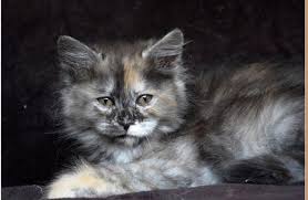Favorite this post jul 30 olde un Kitails Siberian Cat And Kitten Breeder