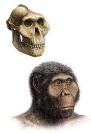 Aufgabe abitur homo naledi : Die 24 Besten Ideen Zu Menschliche Evolution Menschliche Evolution Evolution Archaologie