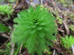 Image result for Haloragaceae