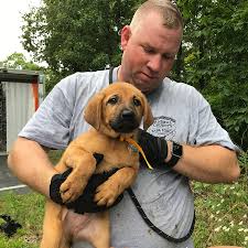 The lowered cost is thanks to a partnership with the bissell pet foundation. 38 Dogs Cats Rescued From Horrific Unlicensed Rescue Facility Humane Society Of Missouri