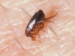 Even though these pests are often attached to cats, they may also this can help prevent an infestation growing by getting rid of any fleas that they may shed while flea bombs and foggers treat severe infestations which professional pest control experts are. Need To Know How To Get Rid Of Fleas Carlisle City Control