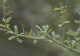 Parkinsonia /ˌpɑːrkɪnˈsoʊniə/, also cercidium /sərˈsɪdiəm/, is a genus of flowering plants in the pea family, fabaceae. Ufei Selectree A Tree Selection Guide