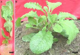 Image result for Blumea