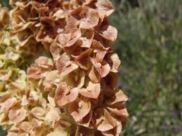 Image result for Rumex ruwenzoriensis