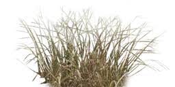 Dead Grass Png Google Search Dead Grass Herbs Grass