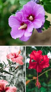 Image result for Hibiscus