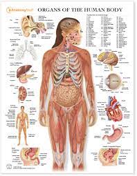 Vintage anatomy charts of the human body showing the skeletal and muscle systems. Organs Of The Human Body Chart Human Organs Anatomy Poster