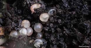 Snail Eggs What Does A Snail Egg Look Like Plantcaretoday Aquarium Snails Snails In Garden How To Get Rid Of Snails
