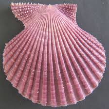 Image result for Cleistochlamys