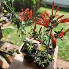 Image result for Dicliptera minor