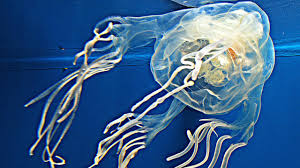 Box jellyfish are more square in appearance than flared out in a circle. F4esvpbqkbkkem