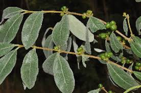 Image result for Fadogia tomentosa
