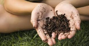 Maybe you would like to learn more about one of these? Soil Vs Dirt The Differences According To Soil Scientists