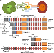 Overview Of Methodologies For T Cell Receptor Repertoire Analysis Bmc Biotechnology Full Text