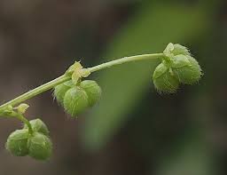 Image result for Micrococca mercurialis