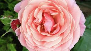 We did not find results for: What S In A Plant Name