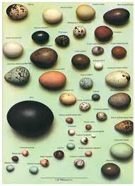 Birds And Their Eggs Pictures Bird Egg Identification Charts From Scientific Illustration And Data Deluge Bird Egg Identification Bird Eggs Backyard Birds