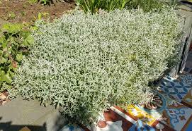 Image result for Cerastium indicum