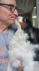 How to handle Cavalier King Charles Spaniels that dislike rain and wet  conditions?