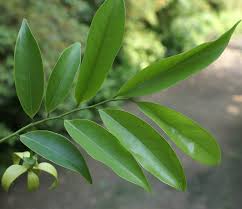 Image result for Artabotrys