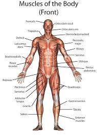 A body muscle diagram is used by different people for various uses. Muscle Anatomy Diagram Picture Body Muscle Anatomy Body Anatomy Human Body Anatomy