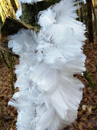 We did not find results for: Hair Ice On A Dead Tree Caused By A Fungus In The Wood Interestingasfuck