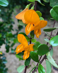 Image result for Brya