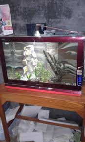 Berbagai tipe, bentuk, gaya dan. Produk Aquarium Dgn Berbagai Macam Bentuk Trampil Aquarium Facebook